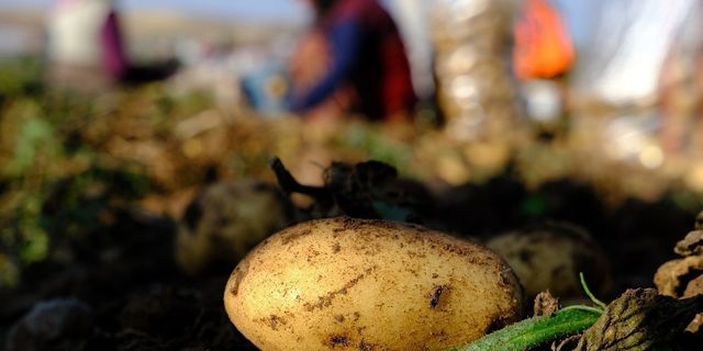 Mayıs ayında en çok patates pahalandı