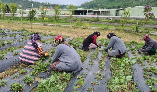 Osmanlı çileği üreticileri hasat için gün sayıyor