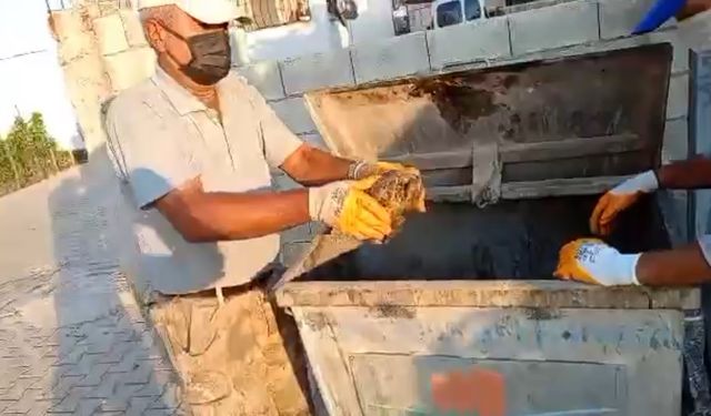 Çöpe atılan kaplumbağayı belediye personeli kurtardı