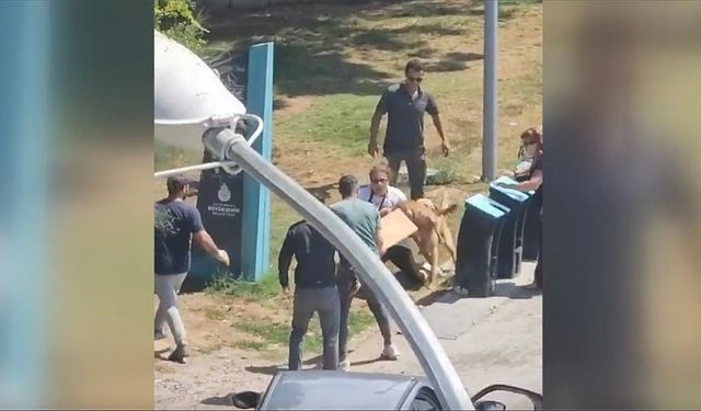 Kadıköy'de köpek saldırısı