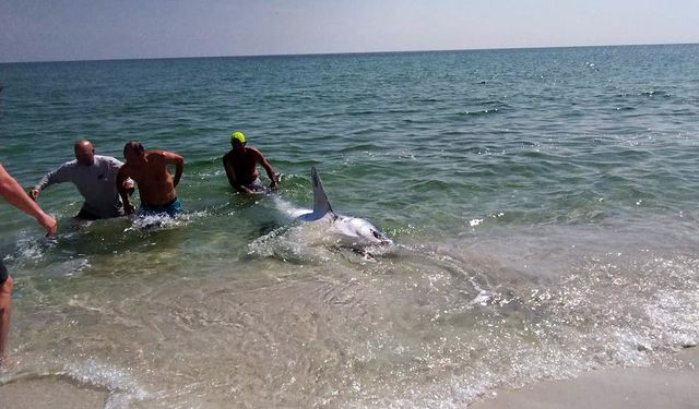 Kıyıya vuran köpekbalığını hayata döndürdüler