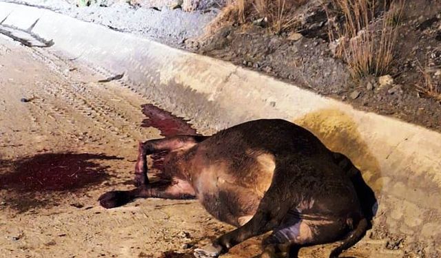 Büyükbaş hayvan taşıyan tır şarampole devrildi