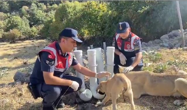 Jandarma doğaya hayvanlar için yem bıraktı
