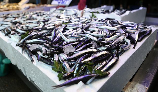 Türkiye'nin hamsi ihracatı 12,2 milyon dolara ulaştı