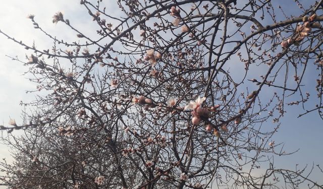 Konya'da badem ağaçları çiçek açtı