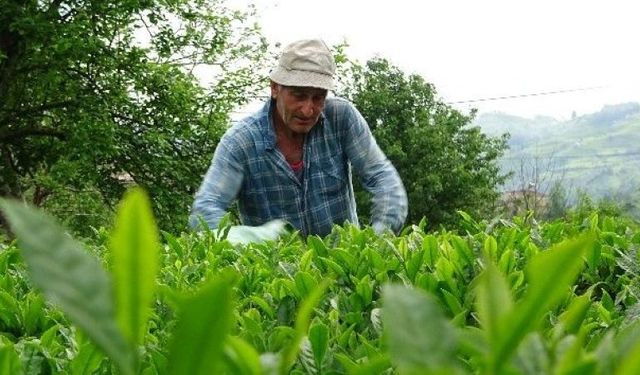 Çay ihracatı ilk çeyrekte 8,5 milyon dolar oldu