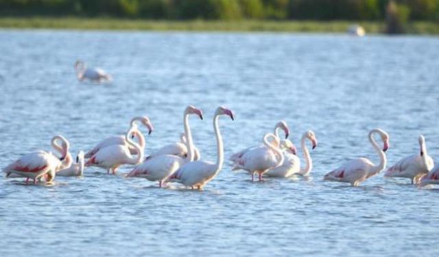 Akgöl Sazlıkları flamingoları ağırlıyor
