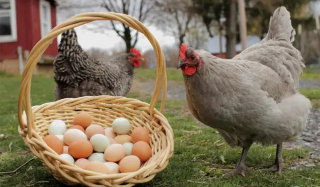 Tavuk eti ve yumurta üretimi Martta arttı