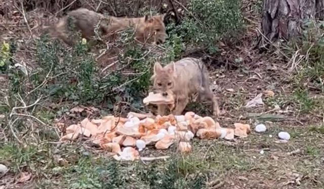 Aç kalan çakkalları vatandaş böyle besledi
