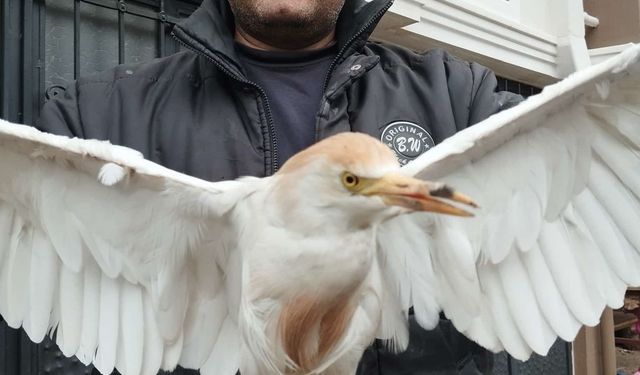 Akseki’de yaralı Sığır Balıkçıl kuşu bulundu