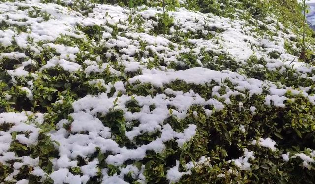 Çay tarımı da zirai dondan etkilendi