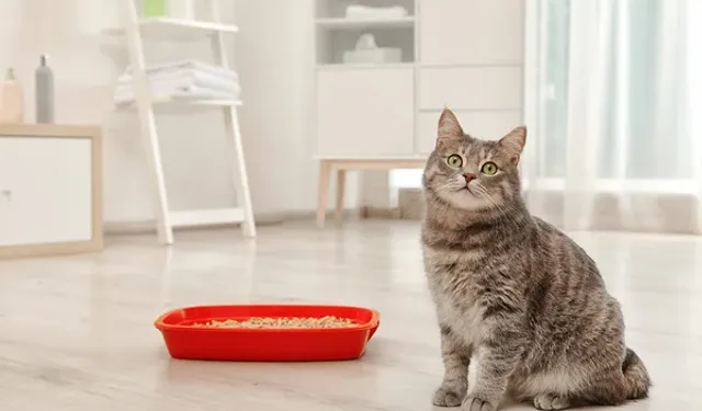 Kedi Kumu, Kedi Maltı ve Kedi Taşıma Çantası