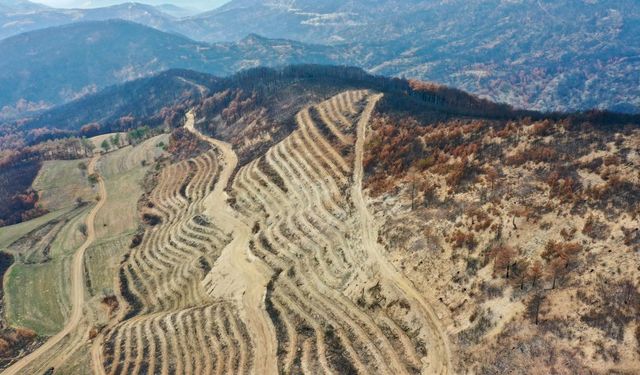 Yangından zarar gören alanlar 5 milyon 350 fidanla yeşillendirilecek
