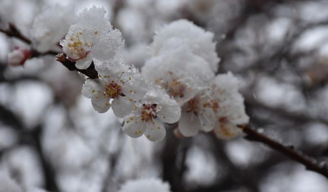 Meteorolojiden zirai don uyarısı!