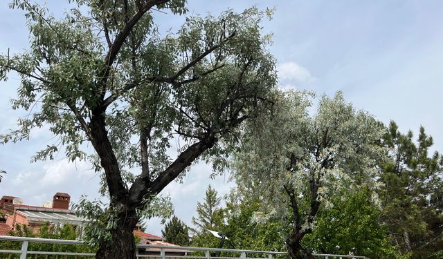 Konya’yı iğde çiçeği kokuları sardı