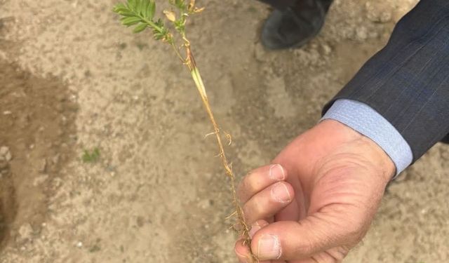 Kulu'da tarım alanlarında kontroller devam ediyor