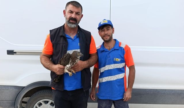 Yaralı kızıl şahine Karapınar'da şefkat eli