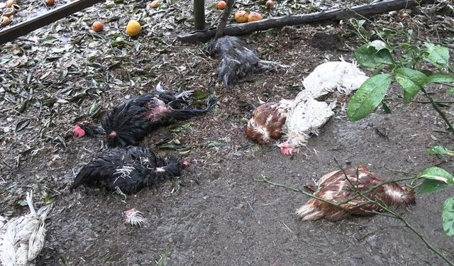 Sahipsiz köpekler dehşet saçtı: Onlarca kümes hayvanı telef oldu