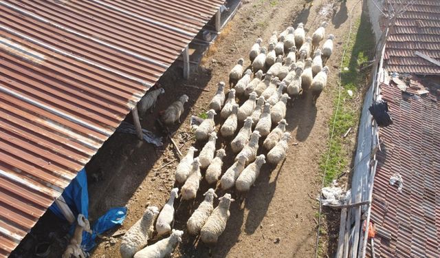 Küçükbaş hayvan üreticilerine 3,9 milyar liralık destek ödemesi bugün yapılacak