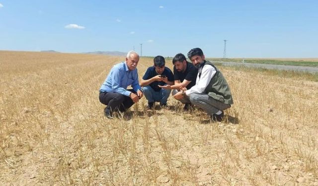 Konya Ovası'nda hasat başladı: Mahsul  tarlada kaldı