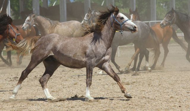Litresi 2,5 milyon lira yok satıyor