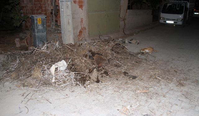 Konya'da yaren leyleklerin yuvası bozuldu!