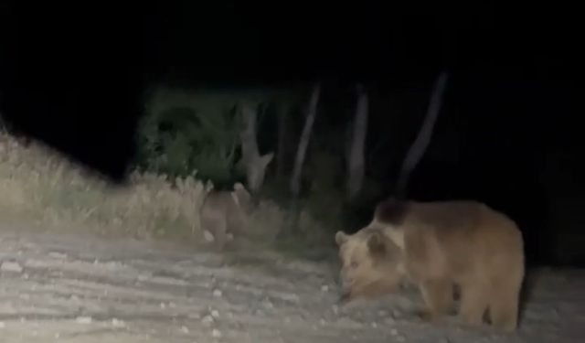 Anne ayı ve 2 yavrusu yiyecek ararken görüntülendi