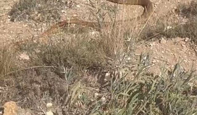 Dev yılanı fark eden vatandaş o anları kayda aldı