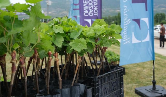 Tüplü asma fidanları üreticiyle buluştu