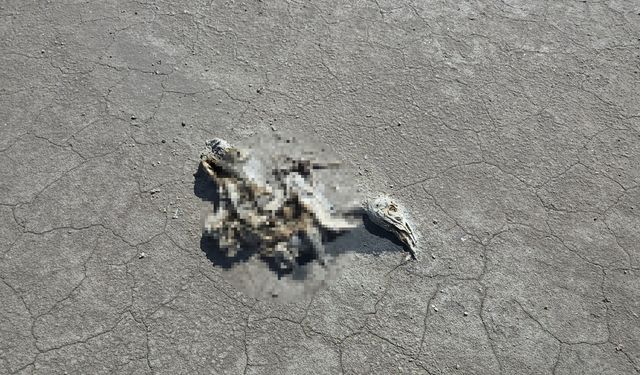 Konya'nın o gölünde yüzlerce flamingo ölü bulundu
