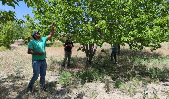 Konya'da kiraz hasadı öncesi kritik toplantı