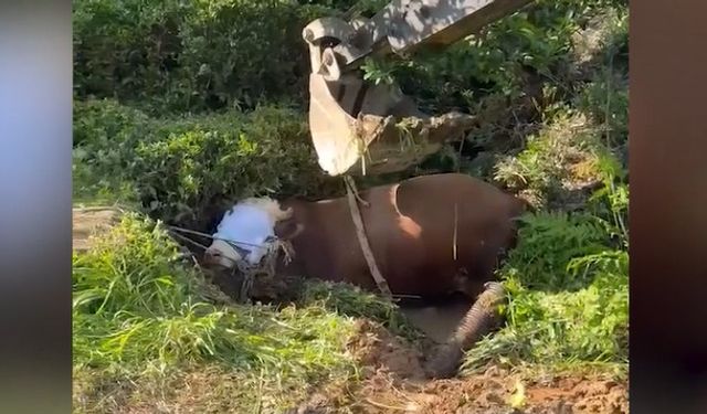 Çukura düşen kurbanlık boğa kepçeyle kurtarıldı