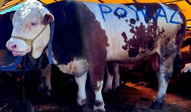 Pazarın 'Ağır Abisi'ne rekor fiyat