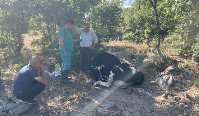 Kaybolan inek drone ile bulundu