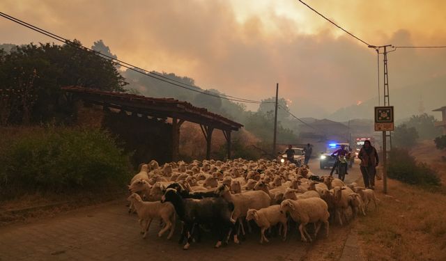 İzmir'de orman yangını devam ediyor!