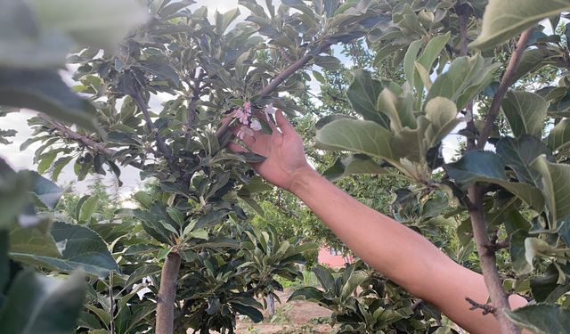 Konya'da don vuran elma ağacı çiçek açtı