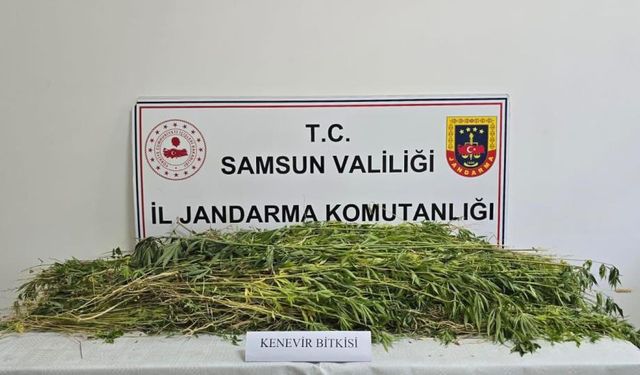 Dev operasyonda 5 bin 608 kök kenevir ele geçirildi