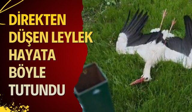 Konya’da mucize kurtuluş! Direkten düşen leylek hayata böyle tutundu