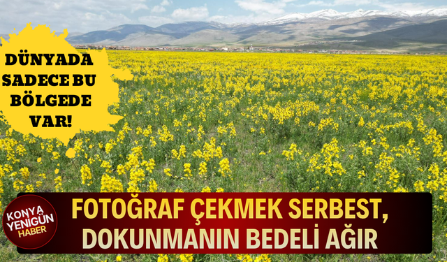 Fotoğraf çekmek serbest, dokunmanın bedeli ağır!