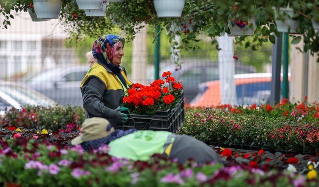 Konya'da satış merkezinin gözdesi 150 bin liralık ağaç!