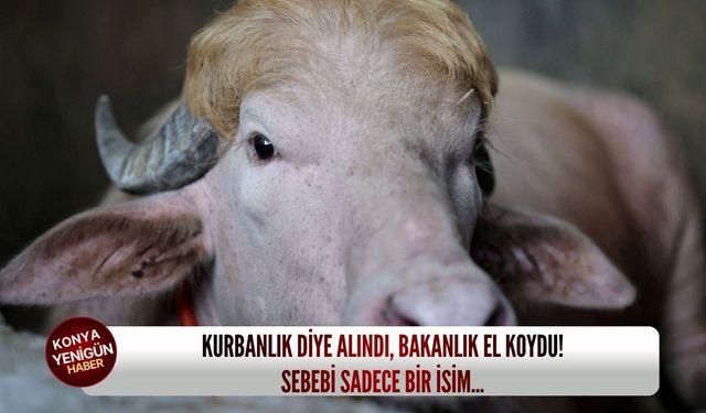 Kurbanlık diye alındı, bakanlık el koydu! Sebebi sadece bir i̇sim...