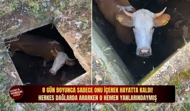 8 gün boyunca sadece onu i̇çerek hayatta kaldı! Herkes dağlarda ararken o hemen yanlarındaymış
