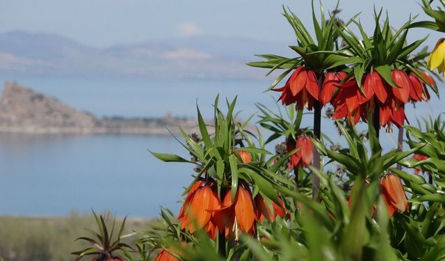 Mezarlıklar ters lalelerle renk cümbüşüne döndü