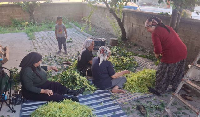 Komşuluk ruhu ıhlamur dallarında yeşerdi: Konya’da hasat dayanışma şölenine dönüştü