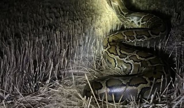 Konya'da gece yarısı 'piton' alarmı!