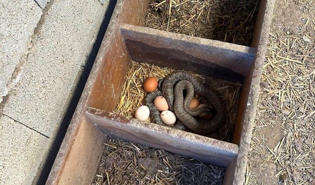 Seydişehir’de bu kez bağ evinin kümesinde ortaya çıktı