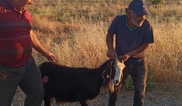 Seydişehir’de korku dolu dakikalar: Sürüden ayrılan hayvanın çığlığı mahalleyi sokağa döktü