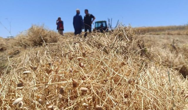 Konya’nın "kırmızı altını" toprakla buluştu: Tarihi hasat dönemi başladı!
