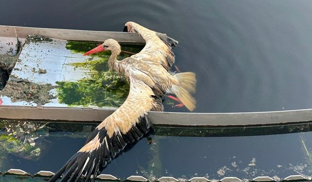Kanala düşen leyleği ekipler kurtardı