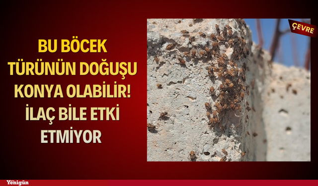 Bu böcek türünün doğuşu Konya olabilir! İlaç bile etki etmiyor